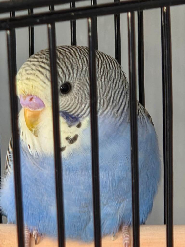 Xw budgies and large cage with stand