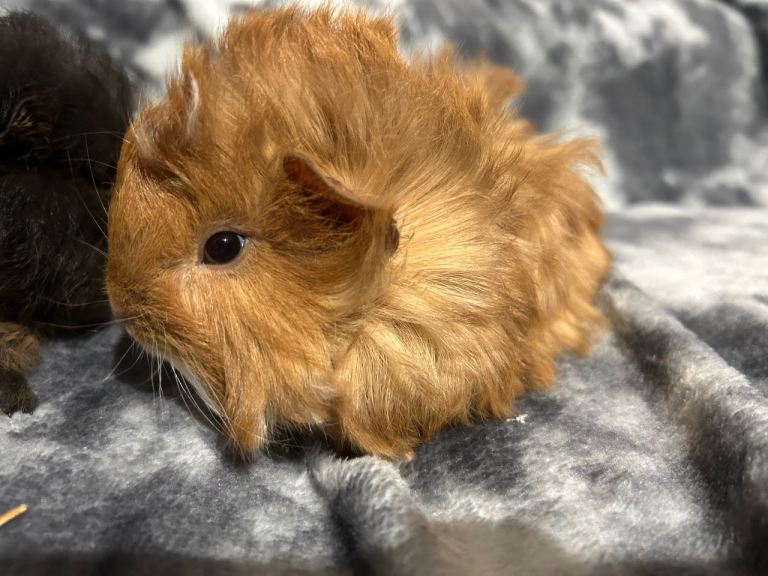 Assorted baby Guinea pigs