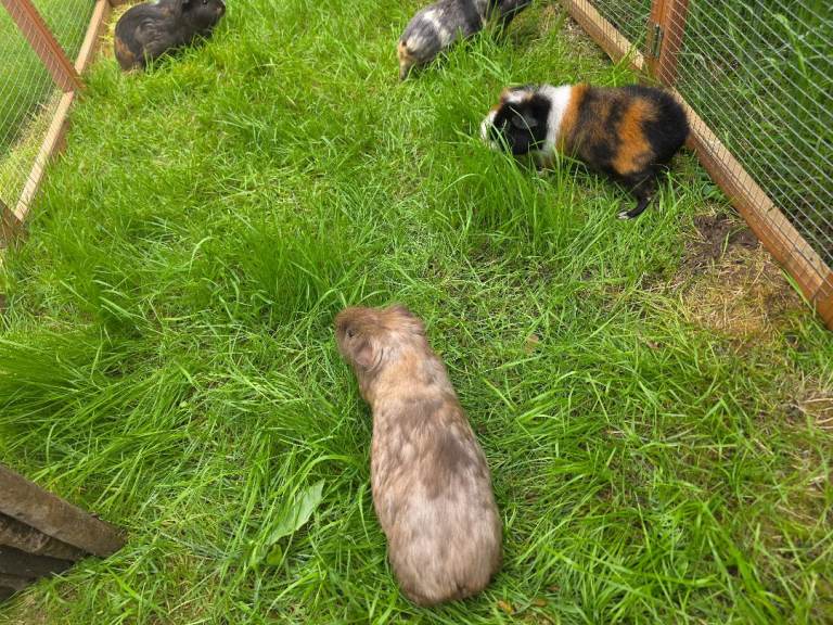 4 bonded female guinea pigs
