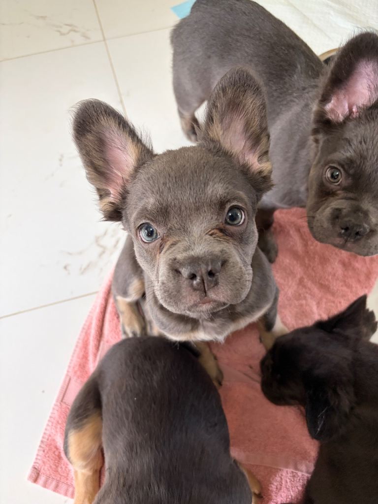 Female Fluffy French Bulldog Puppy