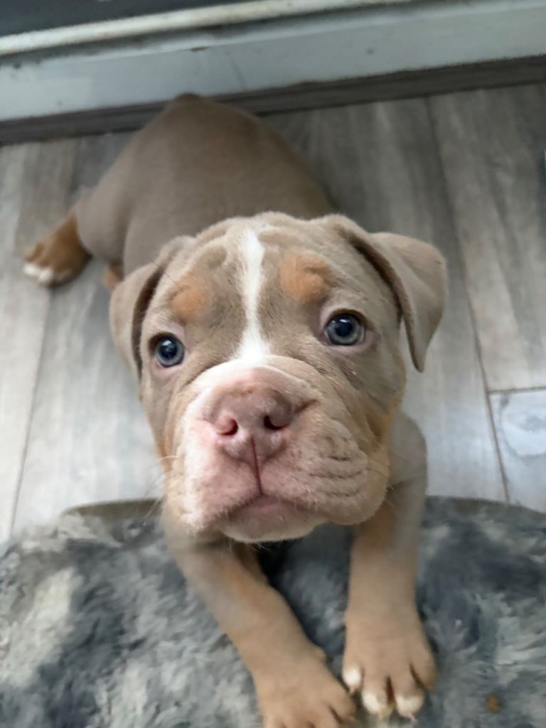 Olde English bulldog