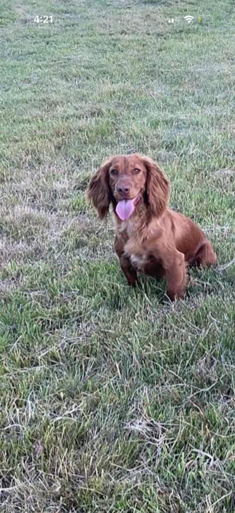 One boy miniature f1 cockapoo | in Cwmbran, Torfaen | Gumtree