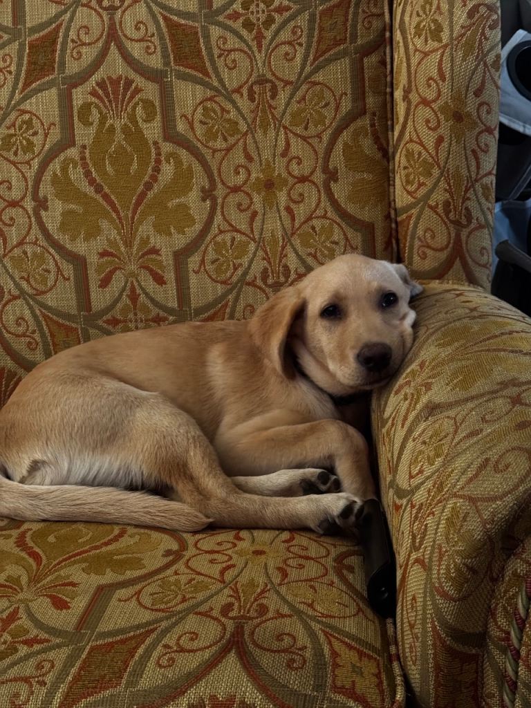 Labrador retriever female Kc registered 