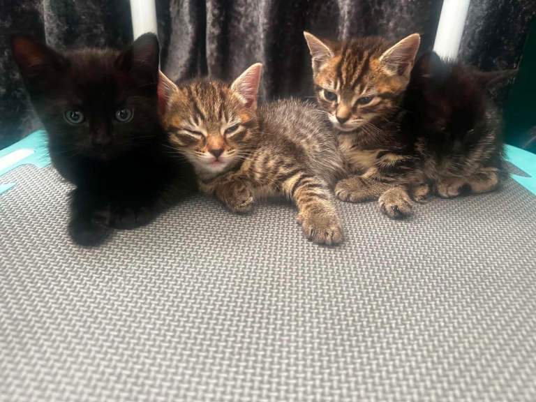 Kittens ready now