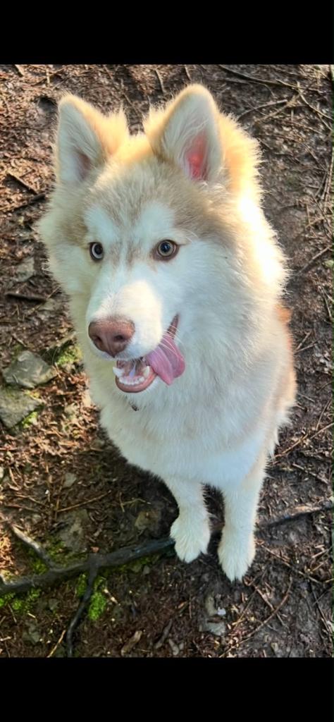 Beautiful 10 Month Old Siberian Husky