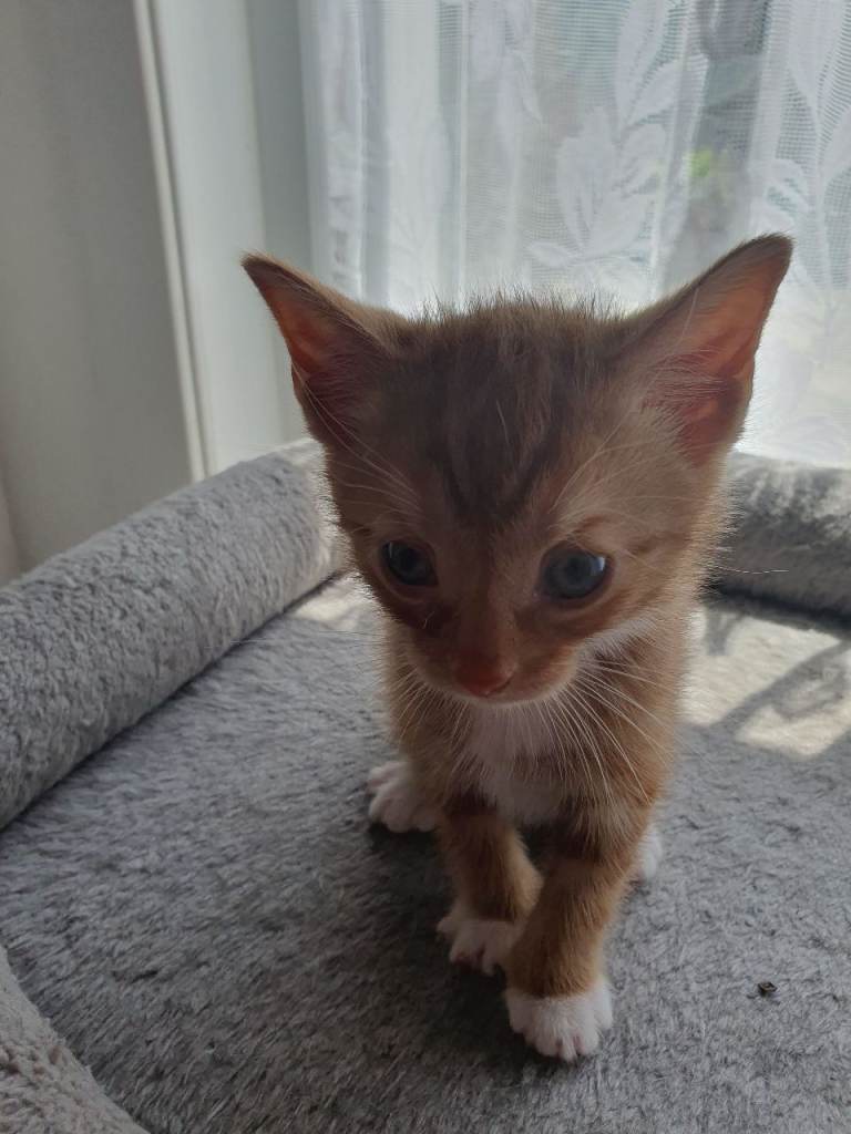 Little cats for sale
