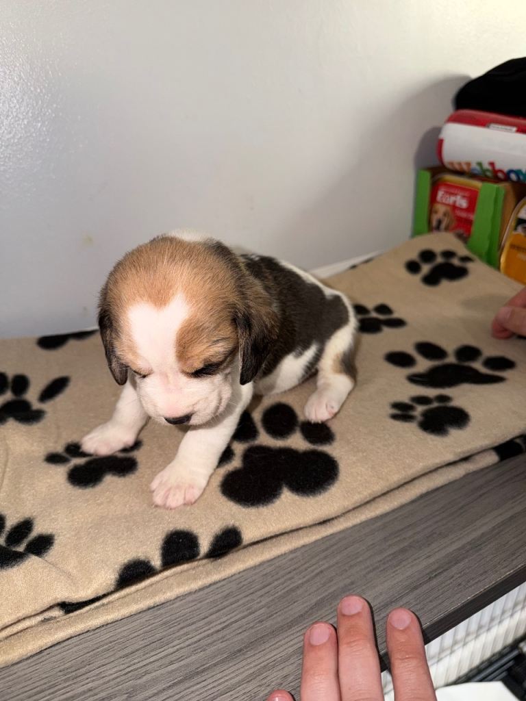 Kennel club registered Beagle puppies