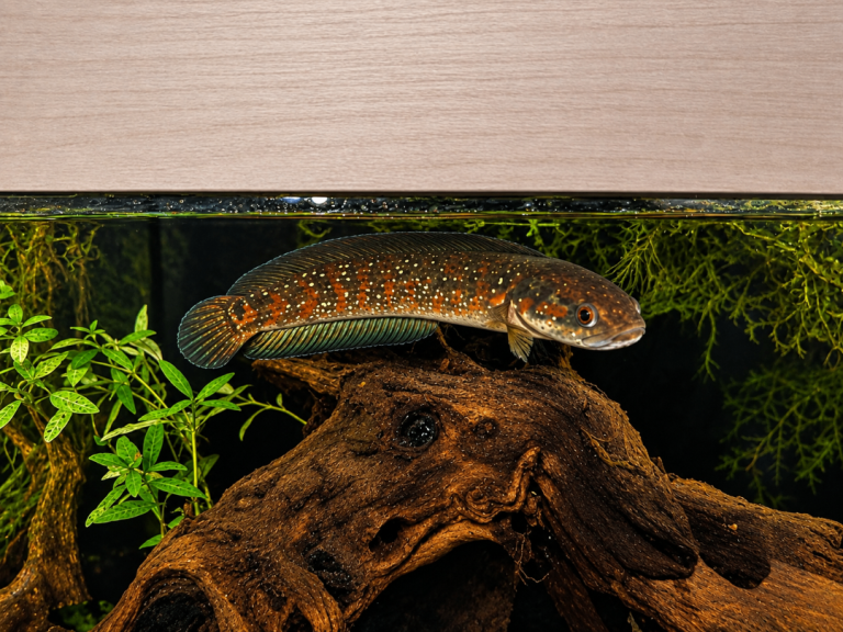 Channa Asiatica 