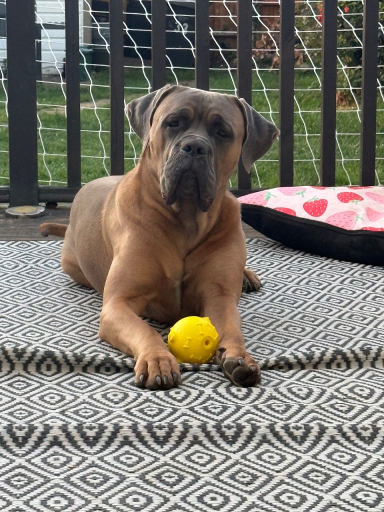 Cane Corso 