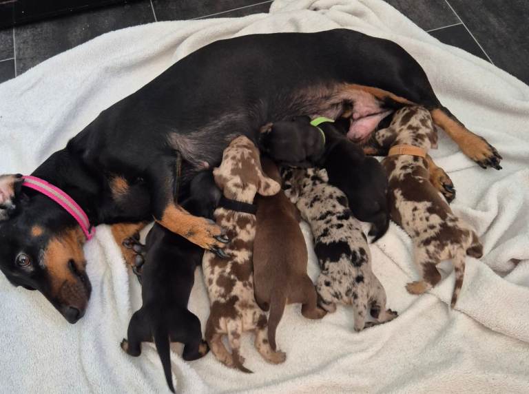 🖤 Stunning Miniature Dachshunds 🖤