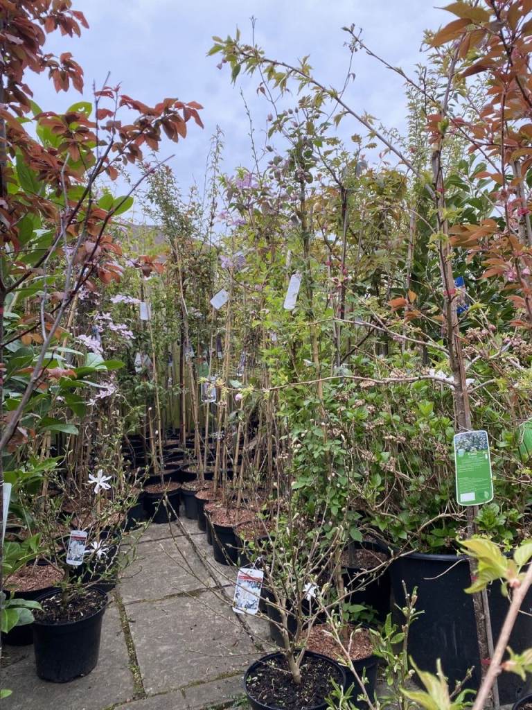 JOBLOT OF TREES - 45 OF THEM TOTAL. QUICK SALE NEEDED £65 EACH. CAN SELL IN SMALLER BATCHES