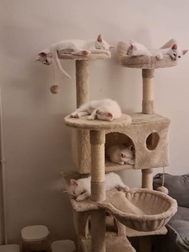 Ragdoll x Khao Manee kittens 