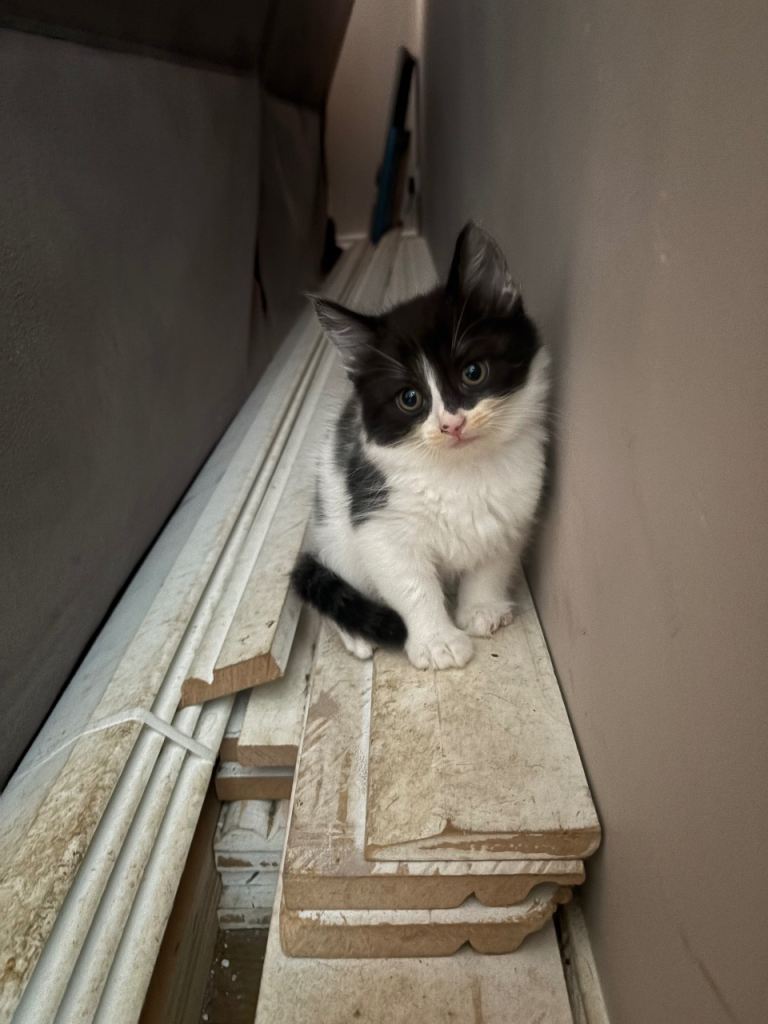 2 amazing family kittens all ready to leave NOW 