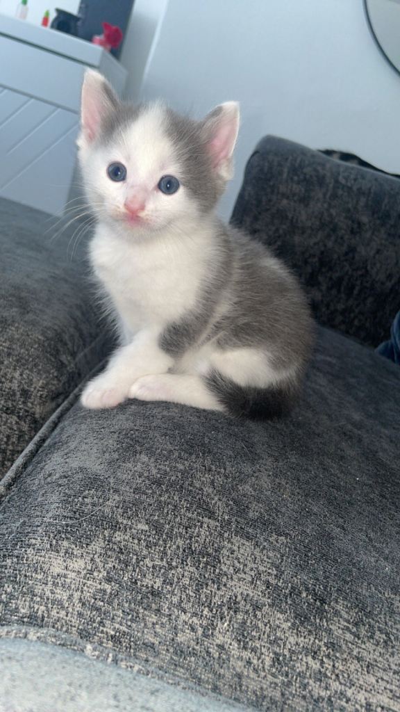 Kittens 