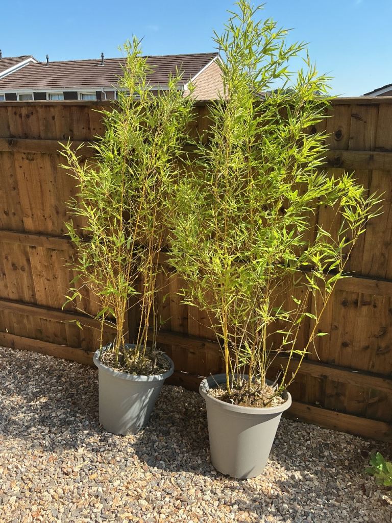 2 bamboos in pots around 6feet