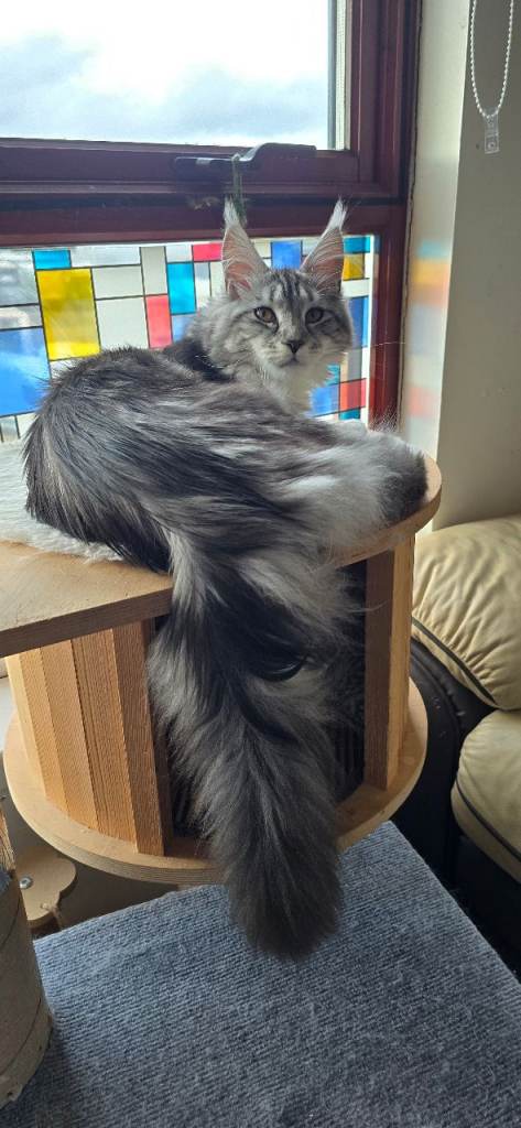 Pedigree maine coon female ready to leave ASAP