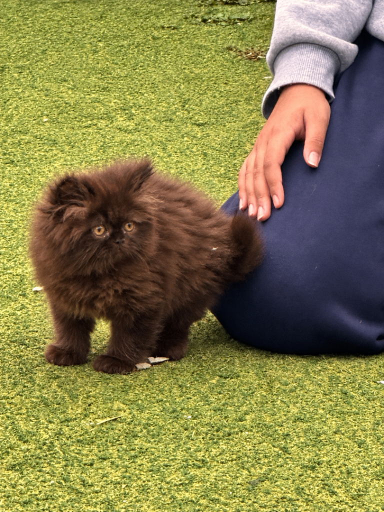 Brown kittens
