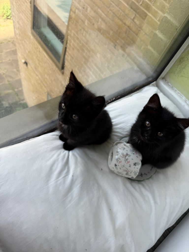 2 Black Kittens (£100 each) (Can Collect Today)