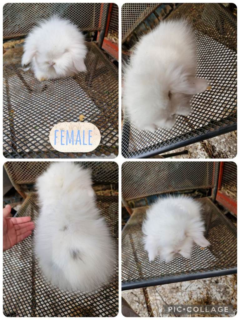 Beautiful girl of mini lion lop ready now 