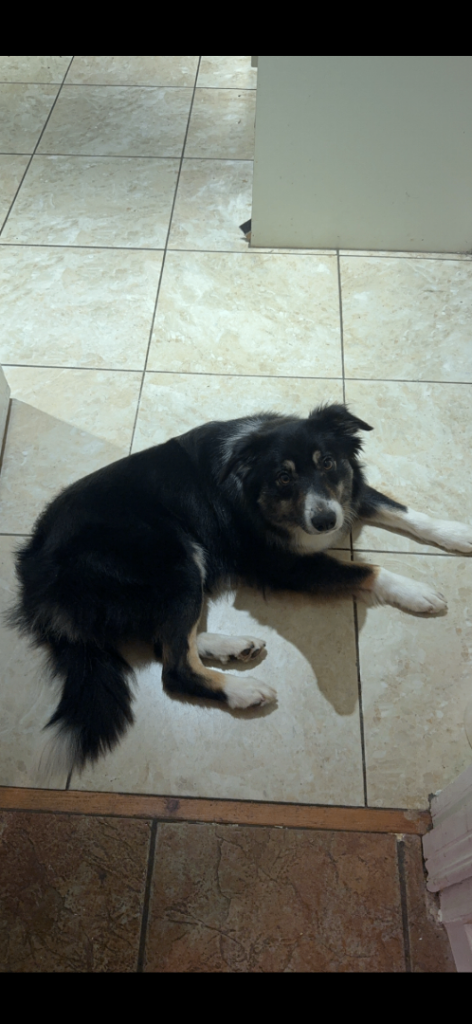 Collie Pups forsale  *** SOLD***