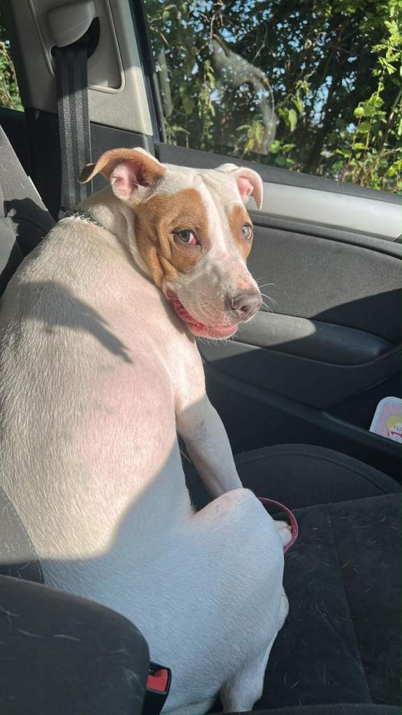 Staffy cross American bully