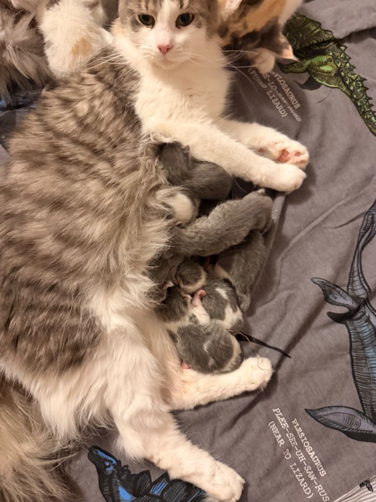 Mainecoon kittens 