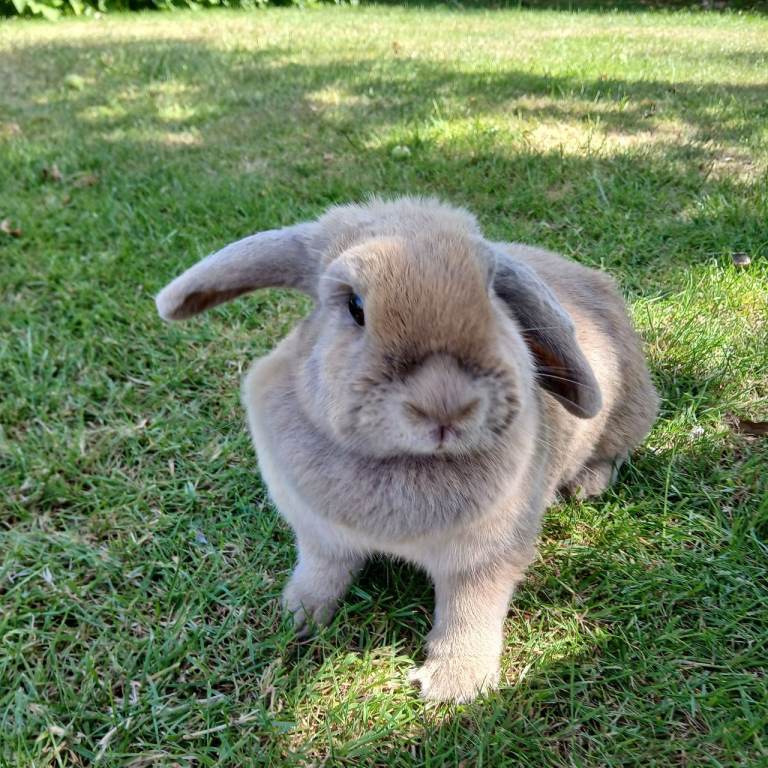 Mini lop female rabbit - needs a forever home