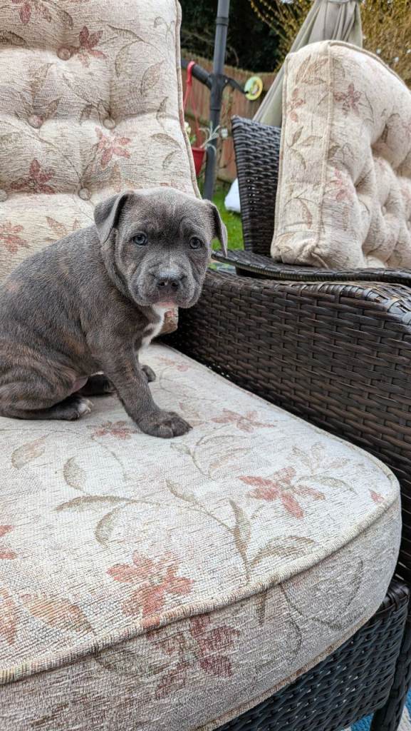 Blue brindle puppies 