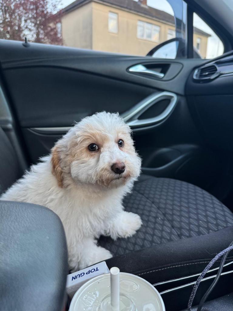 Maltese mix Havanese 