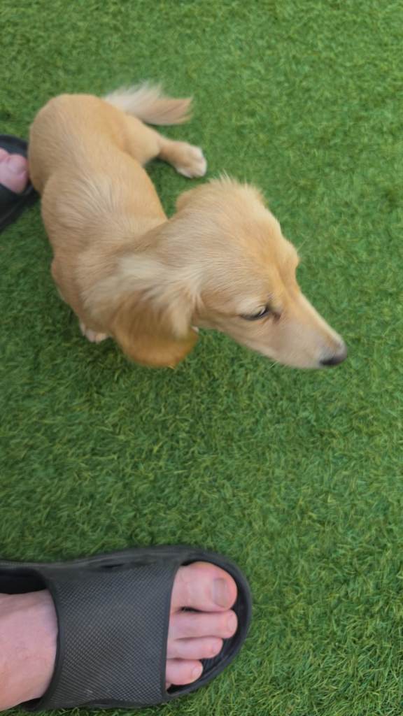 KC Tiny miniature dachshund 