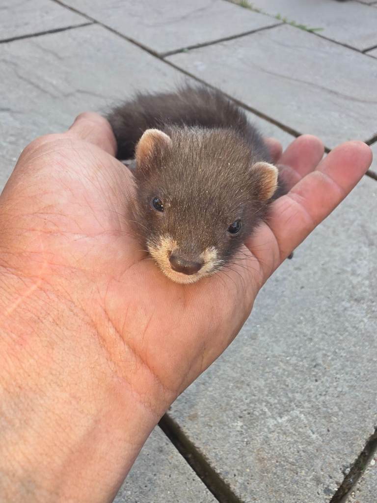 European polecat ferret 