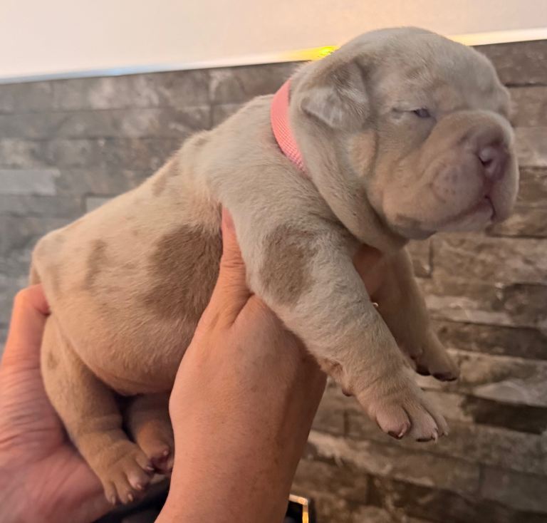 Top quality pocket bully pups for sale