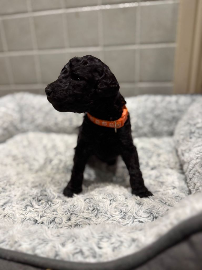 KC registered standard poodle puppies