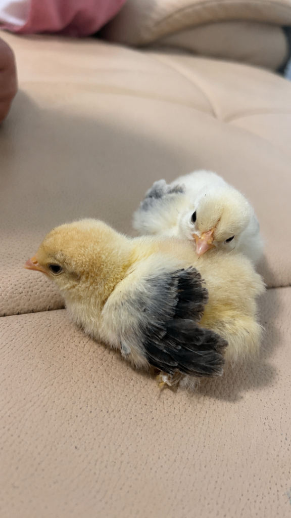 Baby Chicks 