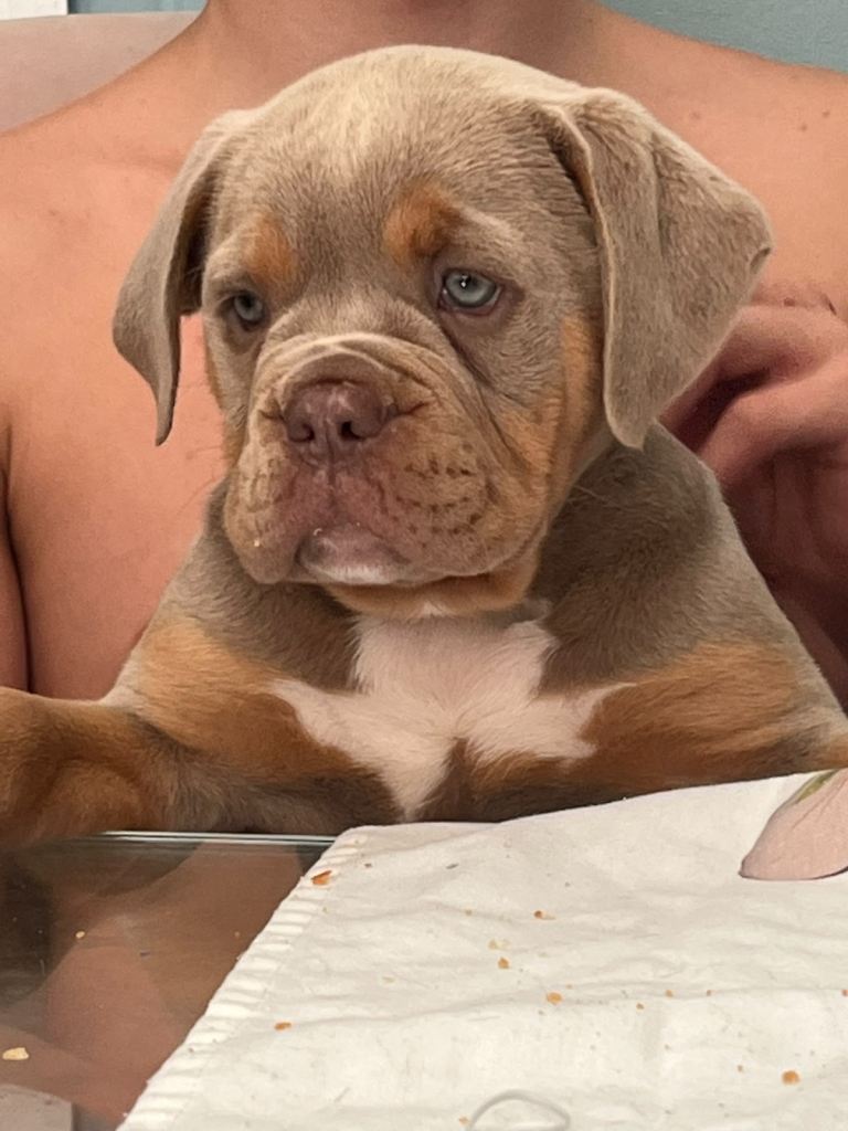Olde English bulldog