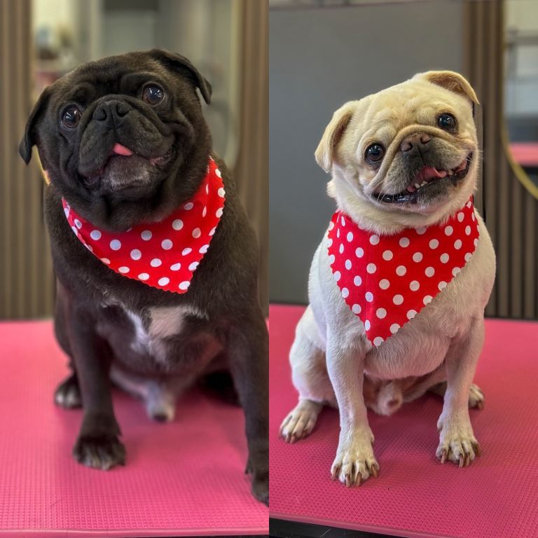 Brothers up for adoption 