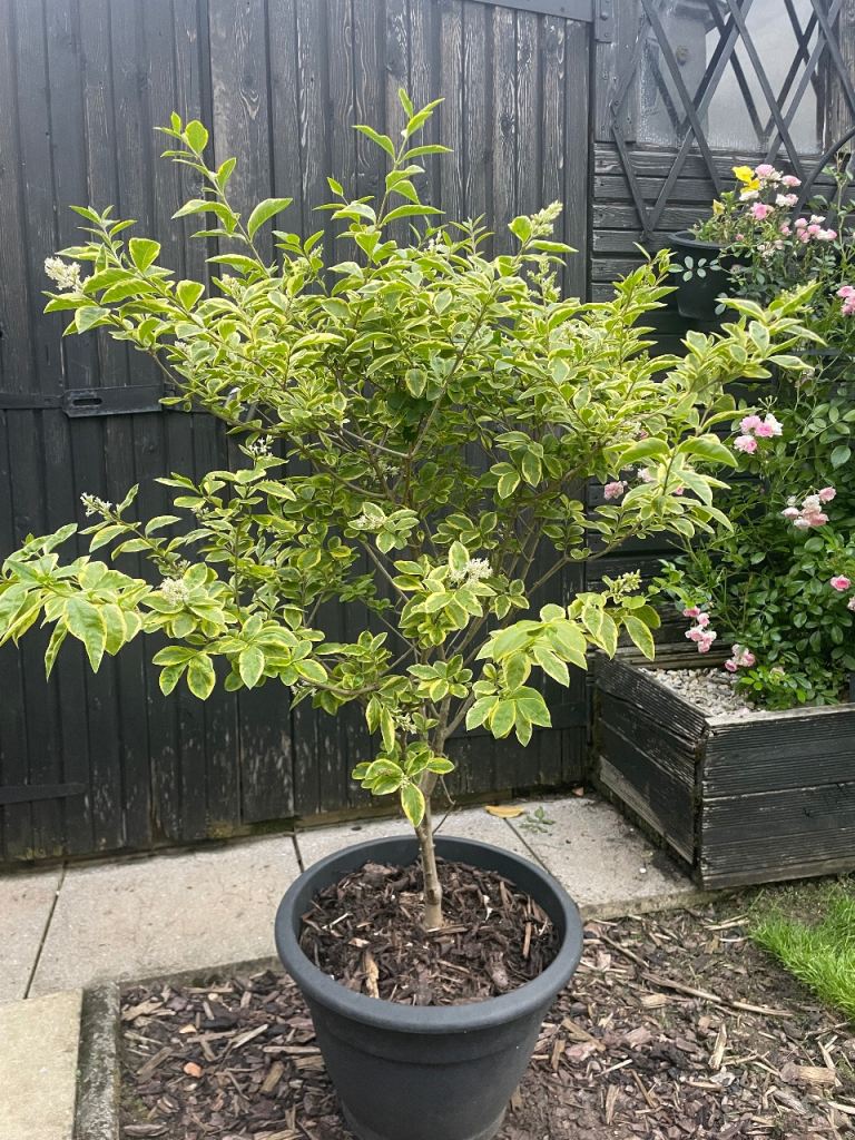 Potted garden plant 