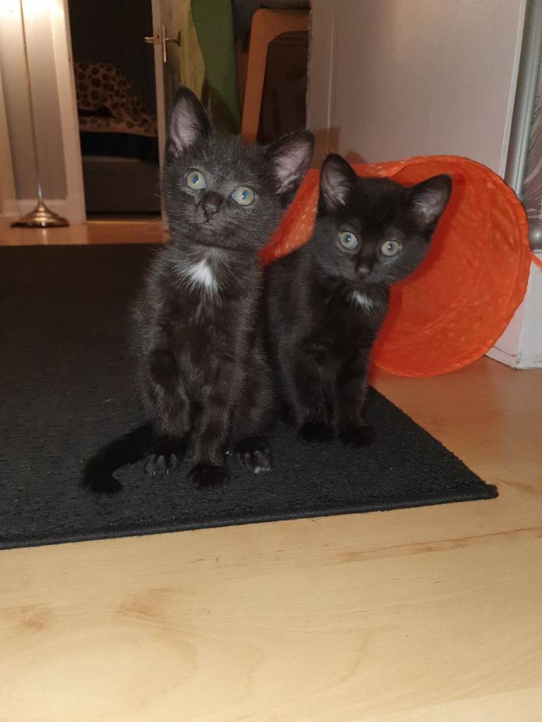 4 Beautiful Black Kittens Looking For A New Home £150 each