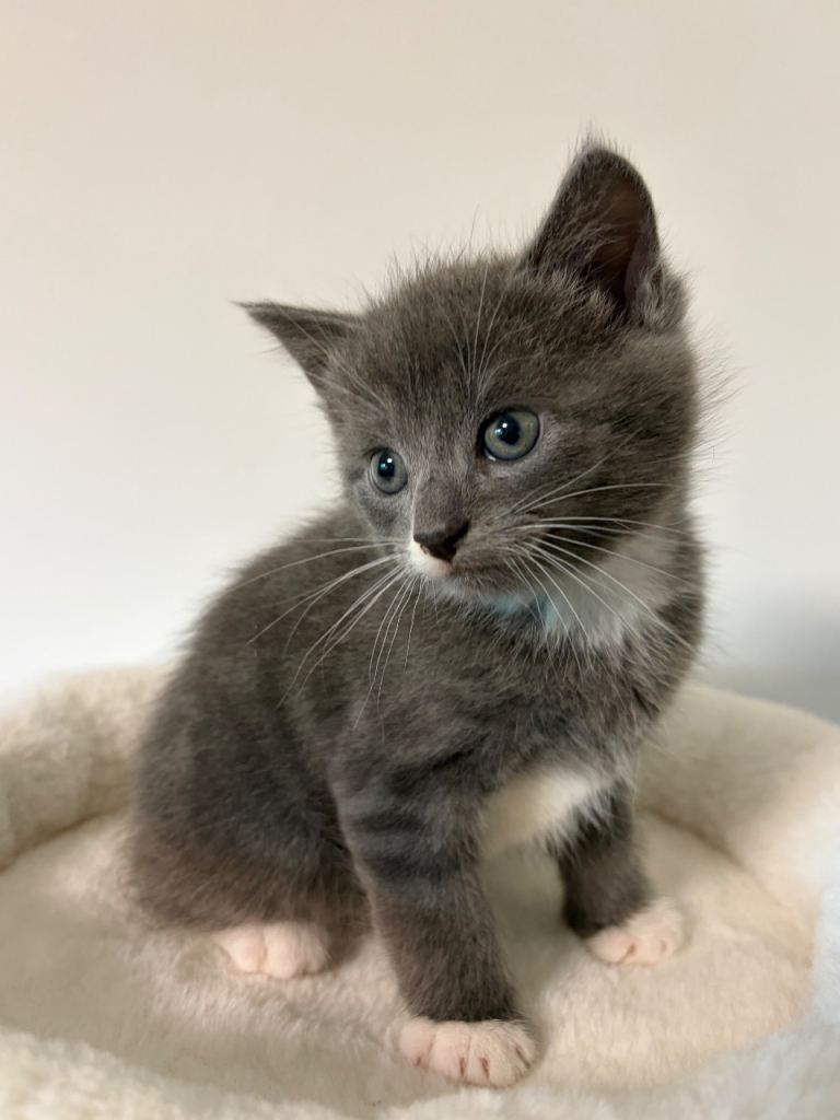 Kittens ready to leave