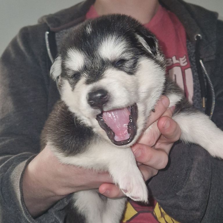 Stunning siberian husky cross coltriever pups 