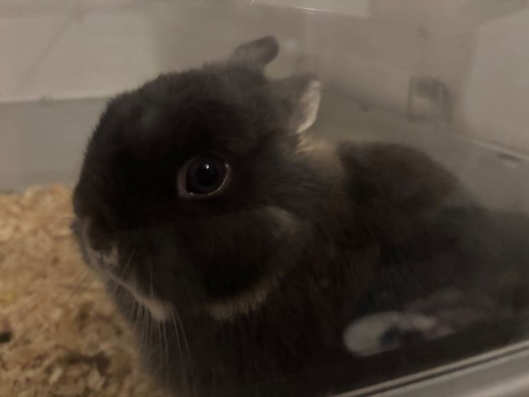 1 year old - Tiny blue Dutch Rabbit