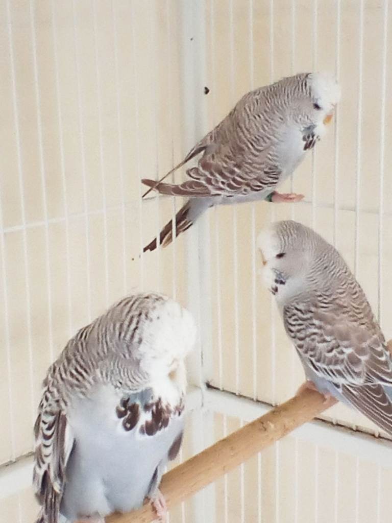 Budgies For Sale
