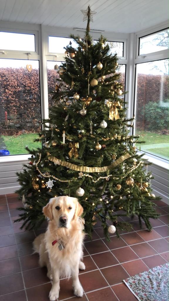 large Christmas tree