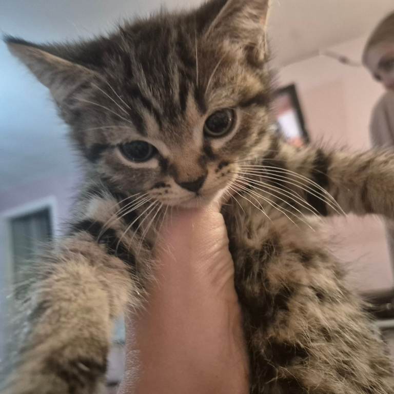 Two playful male kitten  ready now
