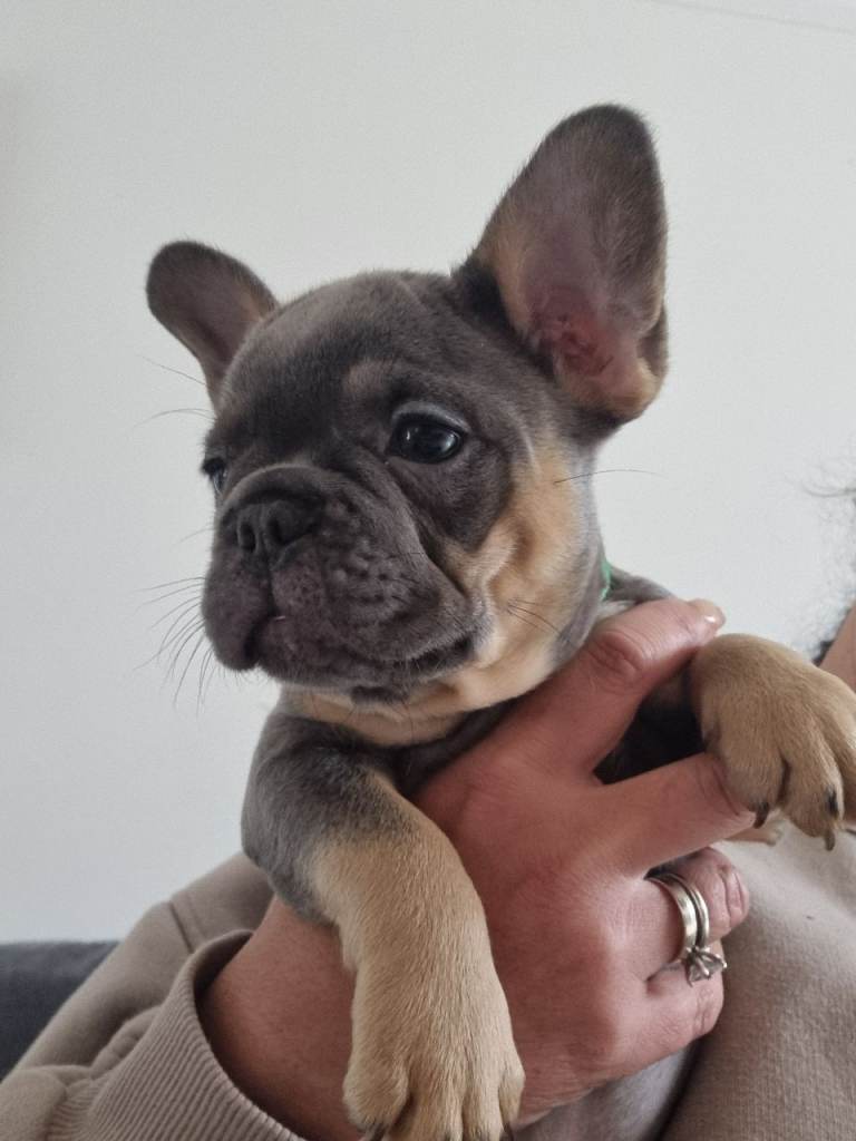 Health tested french bulldog puppies