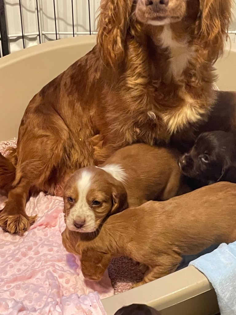 Cocker spaniel puppies