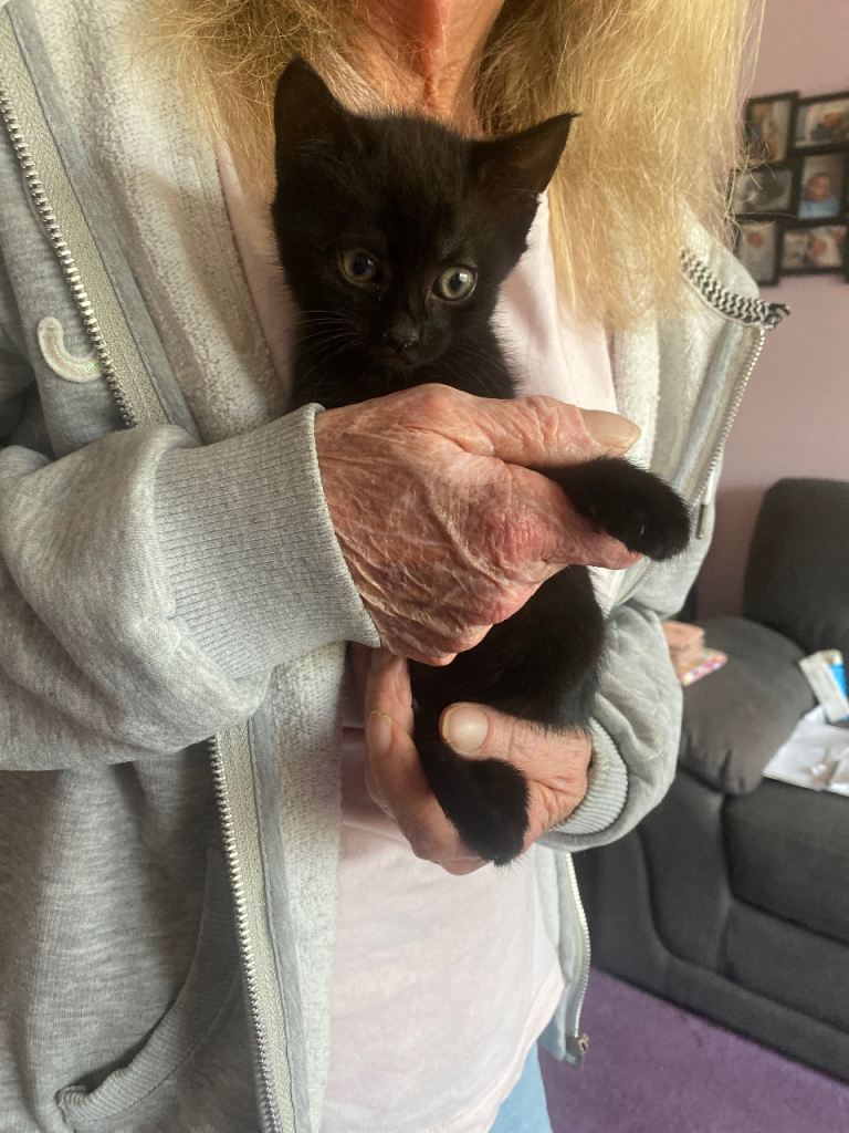 Have 3 pure black kittens 