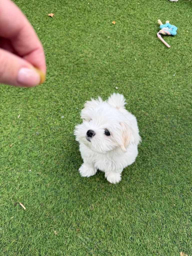 Maltese puppies (1left) ready now 