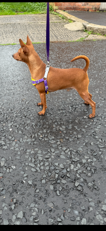 Doberman mini pin 