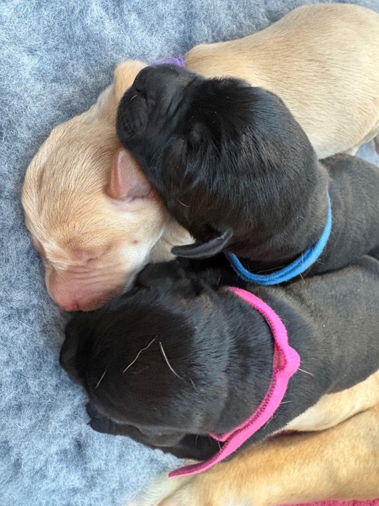 Labrador Puppies